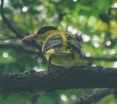 Oriolus chinensis