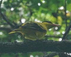 Oriolus chinensis