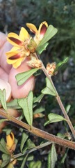 Pultenaea scabra