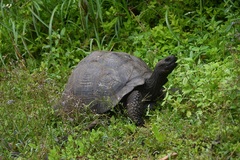 Chelonoidis niger donfaustoi