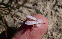 Pelargonium coronopifolium