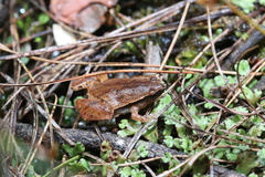 Microhyla heymonsi