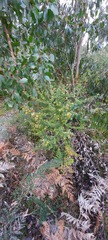 Pultenaea scabra
