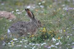 Lepus capensis