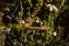 Erynnis tristis