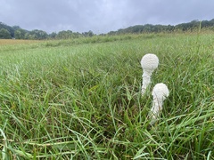 Amanita polypyramis