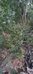 Pultenaea scabra
