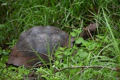 Chelonoidis niger donfaustoi