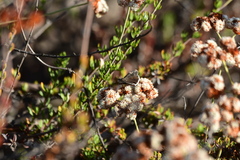 Erynnis tristis