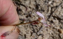 Pelargonium coronopifolium