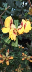 Pultenaea scabra