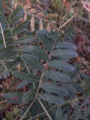 Vicia amoena