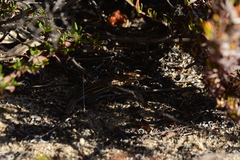 Aspidoscelis hyperythrus beldingi