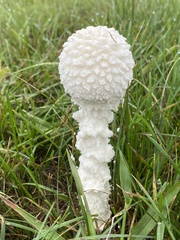 Amanita polypyramis