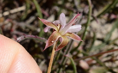 Pelargonium coronopifolium