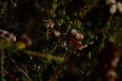 Erynnis tristis