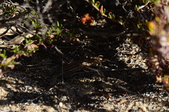 Aspidoscelis hyperythrus beldingi