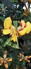 Pultenaea scabra