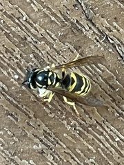 Vespula flavopilosa