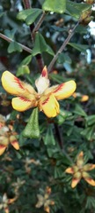 Pultenaea scabra