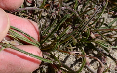 Pelargonium coronopifolium