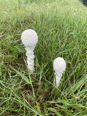 Amanita polypyramis