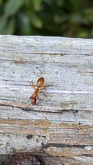 Camponotus castaneus