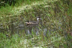 Anas bahamensis galapagensis