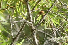 Passerina caerulea