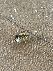 Vespula flavopilosa