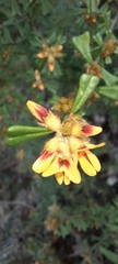 Pultenaea scabra