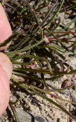 Pelargonium coronopifolium