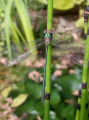 Chalcolestes viridis