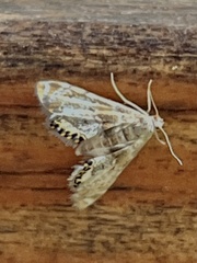 Petrophila fulicalis