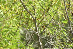Passerina caerulea