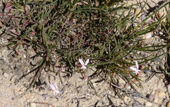 Pelargonium coronopifolium