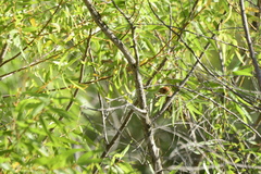 Passerina caerulea