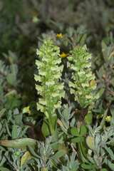 Pterygodium volucris