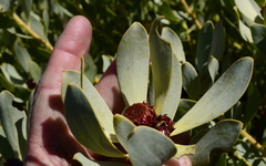 Leucadendron loranthifolium