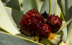 Leucadendron loranthifolium