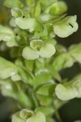 Pterygodium volucris