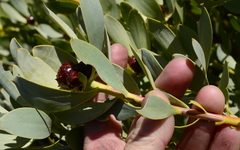 Leucadendron loranthifolium