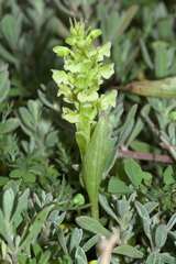 Pterygodium volucris