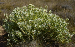 Leucadendron loranthifolium
