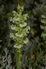 Pterygodium volucris