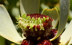 Leucadendron loranthifolium