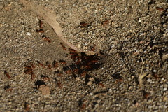 Myrmicinae