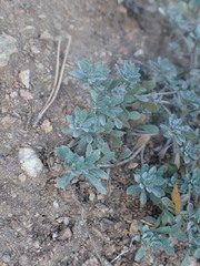 Odontarrhena obovata