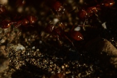 Myrmicinae