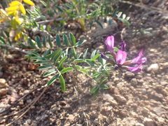 Astragalus suffruticosus